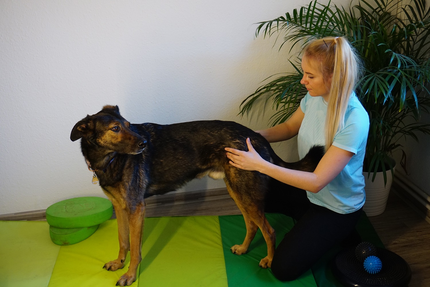 4Touch Physiotherapie für Hund und Pferd Hannah Reininghaus Über mich